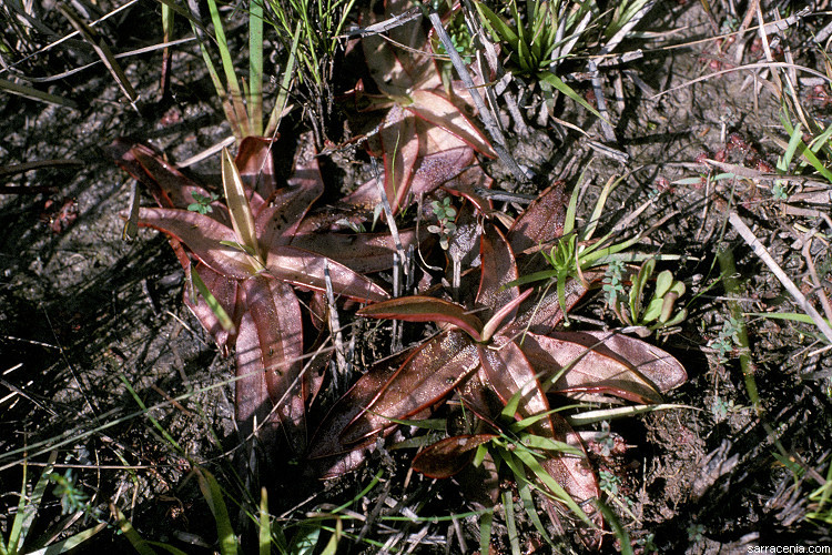 Plancia ëd Pinguicula planifolia Chapm.