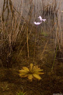 Image of Chapman's Butterwort