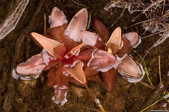 Image of Chapman's Butterwort