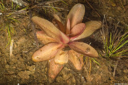 Image of Chapman's Butterwort