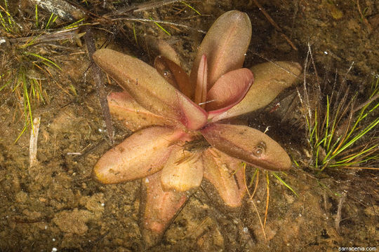 Plancia ëd Pinguicula planifolia Chapm.