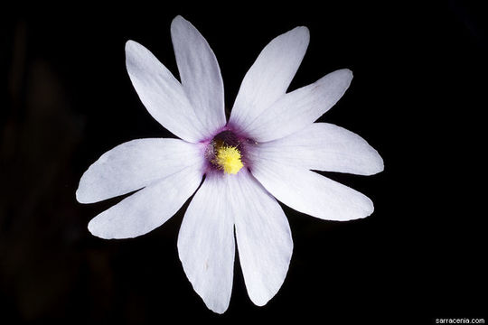 Plancia ëd Pinguicula planifolia Chapm.