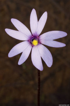 Image of Chapman's Butterwort