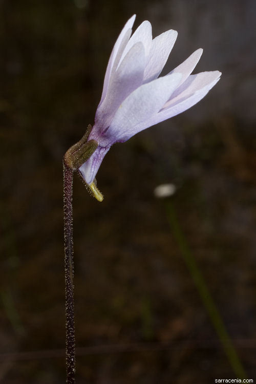 Image of Chapman's Butterwort