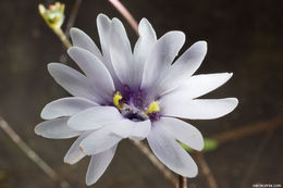 Image of Chapman's Butterwort