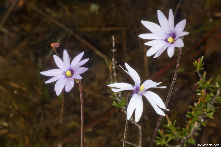 Image of Chapman's Butterwort