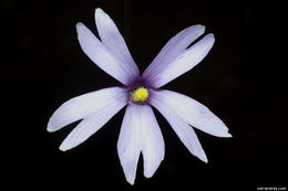 Image of Chapman's Butterwort