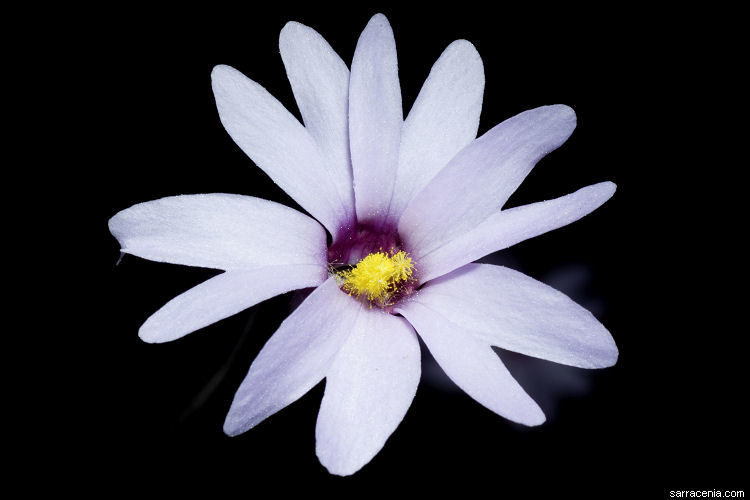 Image of Chapman's Butterwort