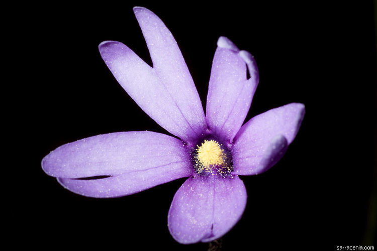 Image of Chapman's Butterwort