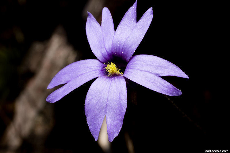 Image of Chapman's Butterwort