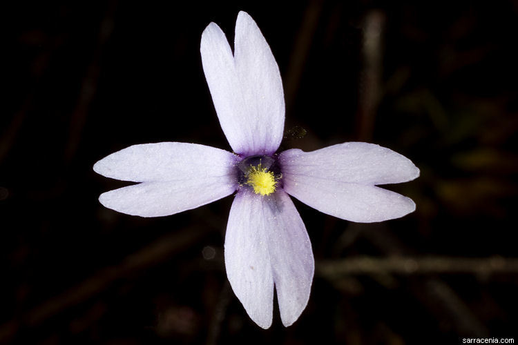 Image of Chapman's Butterwort