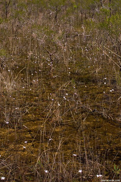 Image of Chapman's Butterwort