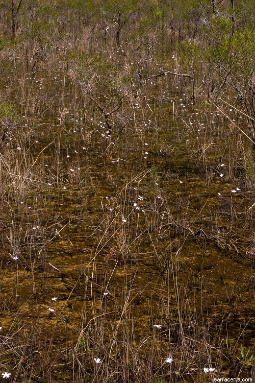 Image of Chapman's Butterwort