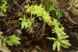 Image of southern butterwort