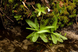 Image of southern butterwort