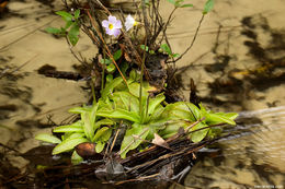 Image of southern butterwort