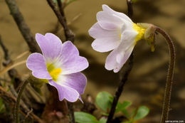 Image of southern butterwort