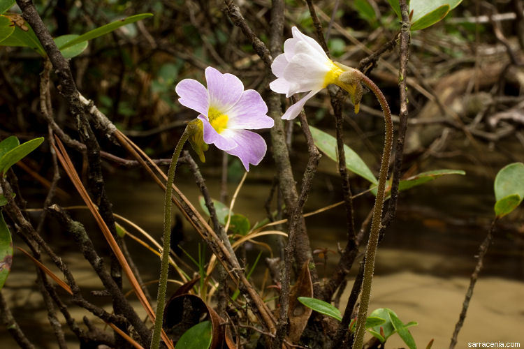 Image of southern butterwort