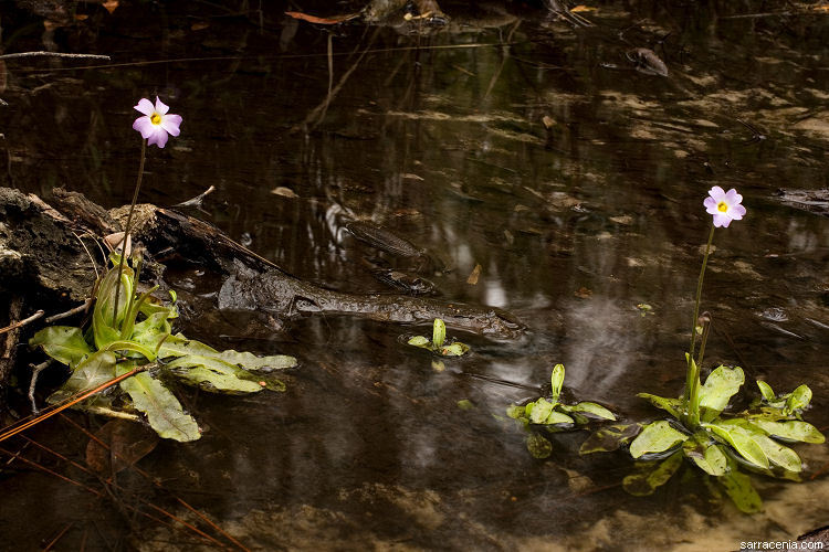 Image of southern butterwort