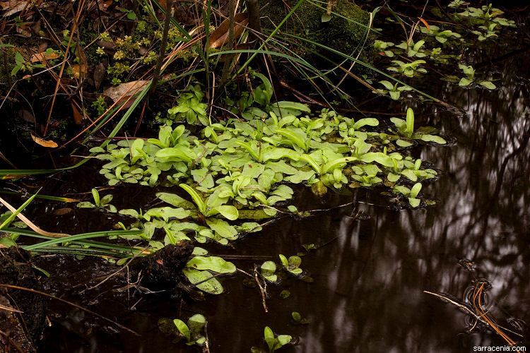 Image of southern butterwort