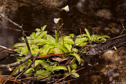 Image of southern butterwort