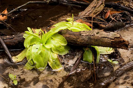 Image of southern butterwort