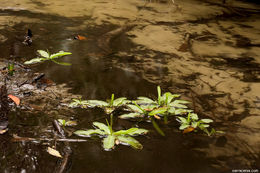 Image of southern butterwort