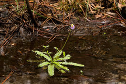 Image of southern butterwort