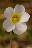 Image of small butterwort