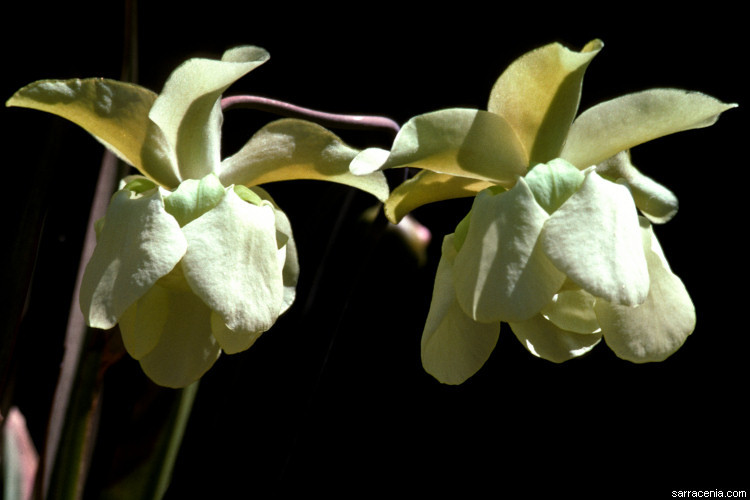 Image of Yellow Trumpets