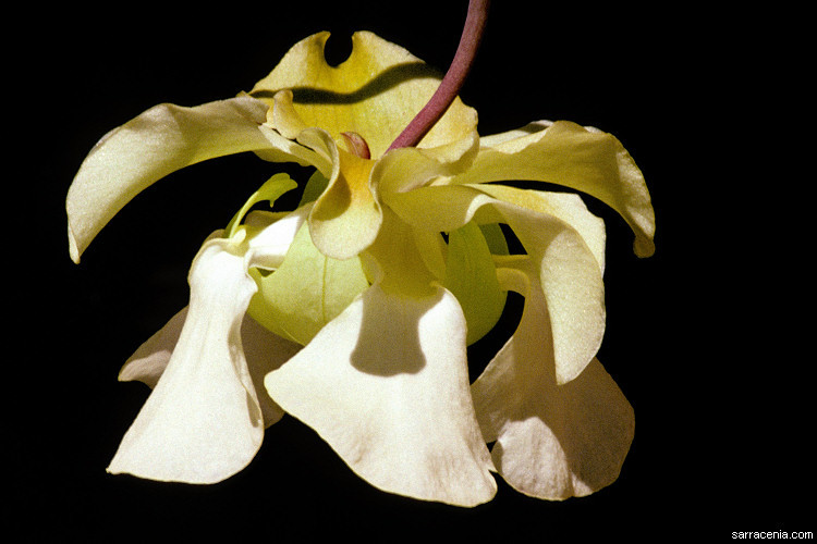 Image of Yellow Trumpets