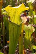 Image of Yellow Trumpets