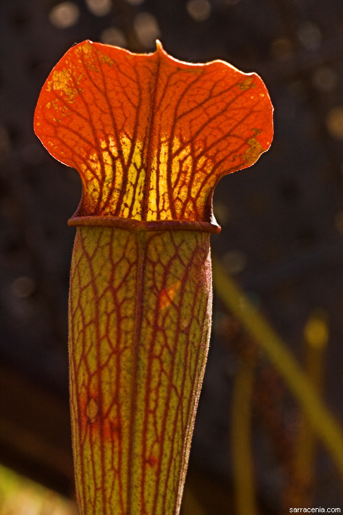 Image of Yellow Trumpets