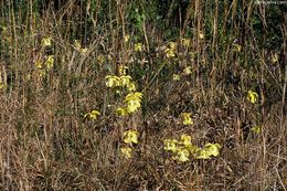 Image of Yellow Trumpets