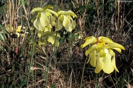 Image of Yellow Trumpets