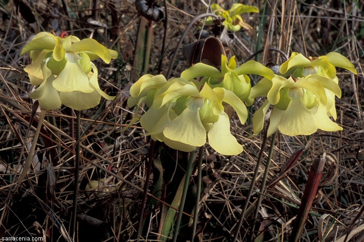 Image of Yellow Trumpets