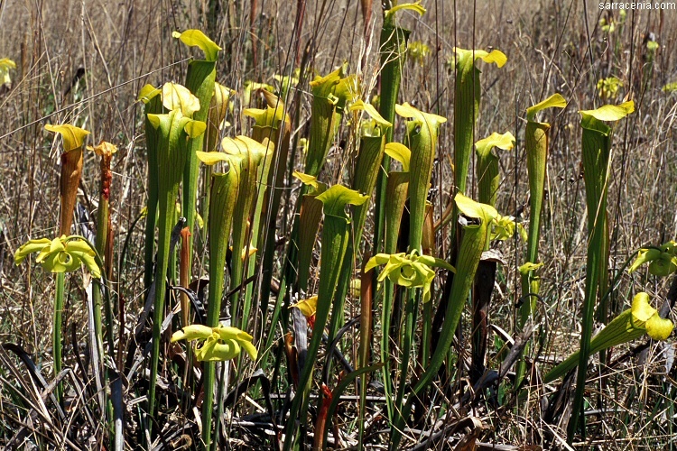 Image of Yellow Trumpets