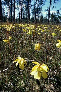 Image of Yellow Trumpets