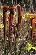 Image of Yellow Trumpets