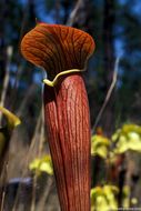 Image of Yellow Trumpets