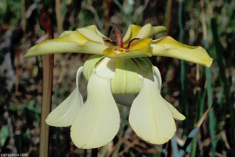 Image of Yellow Trumpets