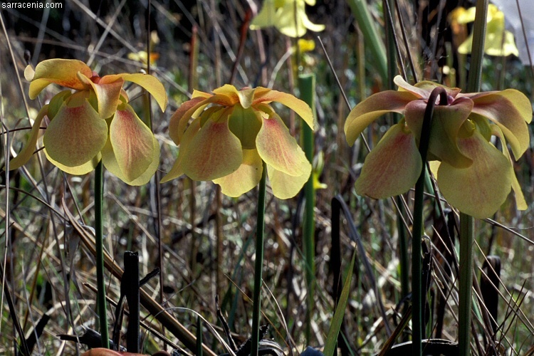 Image of Yellow Trumpets