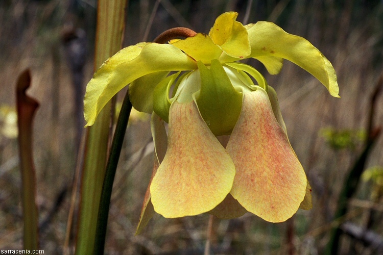 Image of Yellow Trumpets