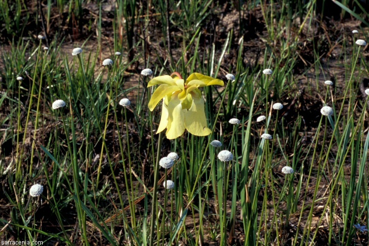 Image of Yellow Trumpets