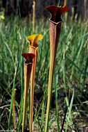 Image of Yellow Trumpets