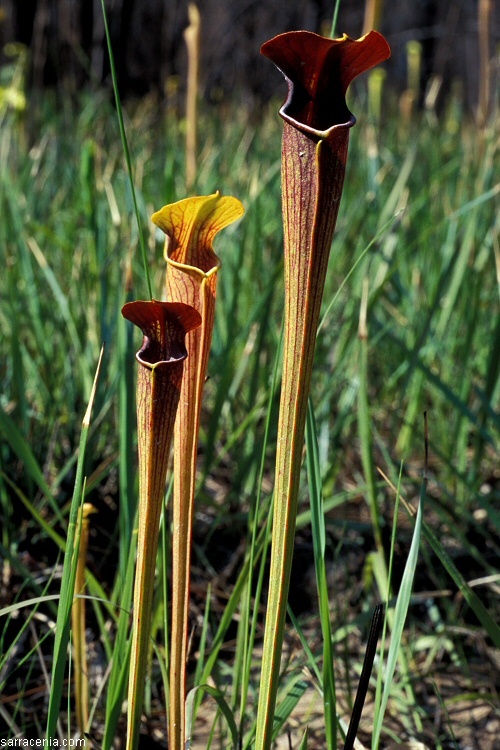 Image of Yellow Trumpets