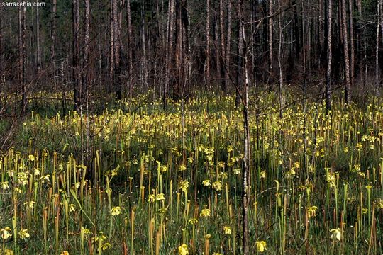 Image of Yellow Trumpets