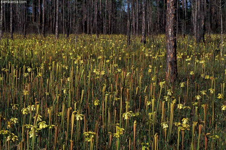 Image of Yellow Trumpets