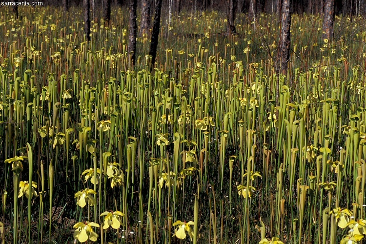 Image of Yellow Trumpets