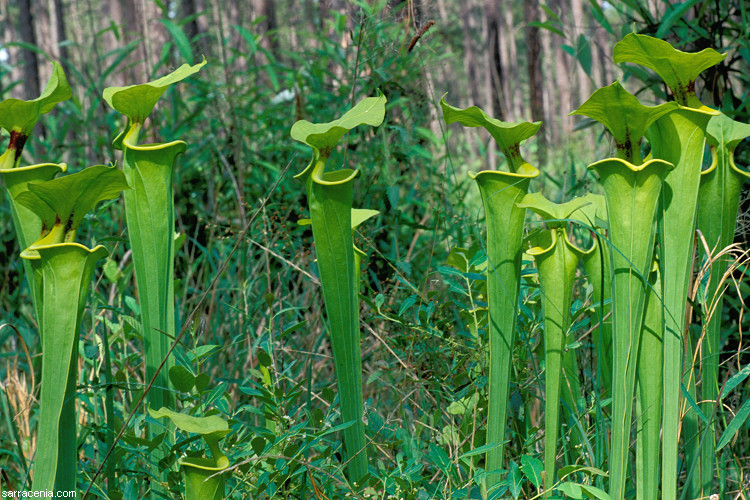 Sivun Sarracenia flava L. kuva